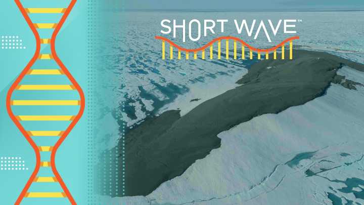 Scientists explored the northernmost island of Greenland. Here’s what they found : Short Wave : NPR