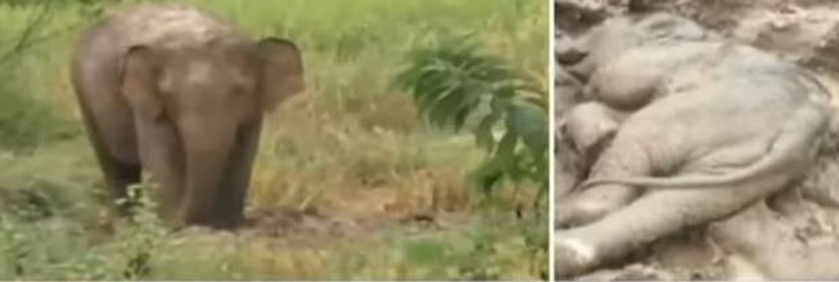 Odisha: Grieving jumbo refuses to leave dead calf in Similipal, video viral