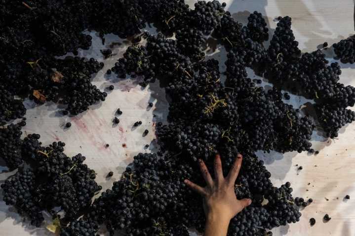 Portuguese vineyards harvest grapes at night to combat rising temperatures