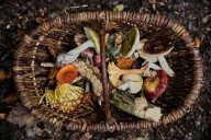 An old tradition finds new life as Germans flock to forests to collect mushrooms