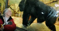 Jane Goodall, known for her study of primates, dies at 91