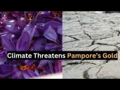 Climate Change a Growing Concern for Saffron Farmers of Pampore Karewa