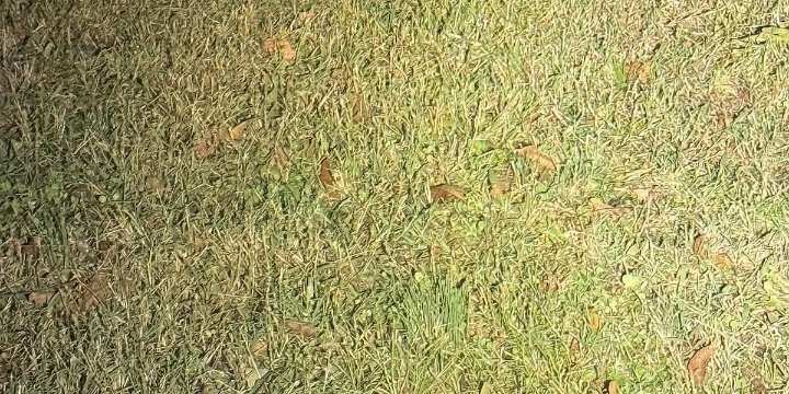Is this your pig? 🐷 Wilson County Sheriff’s Office searching for owners of  ‘very social’ pig