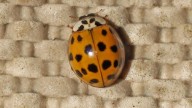 Asian lady beetles have been invading homes. How to stop them