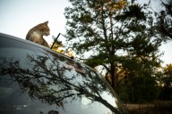 Family pet Ray Ray turns up in most unexpected place 100 miles into road trip