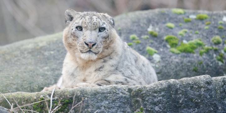 Frío extremo, montañas eternas y un sueño cumplido: así fue la travesía que logró imágenes inéditas de los leopardos de las nieves
