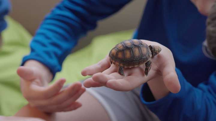 Animals Help Children Process Trauma