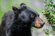 Watch a not-quite-as-smart-as-the-average bear fail to get a treat