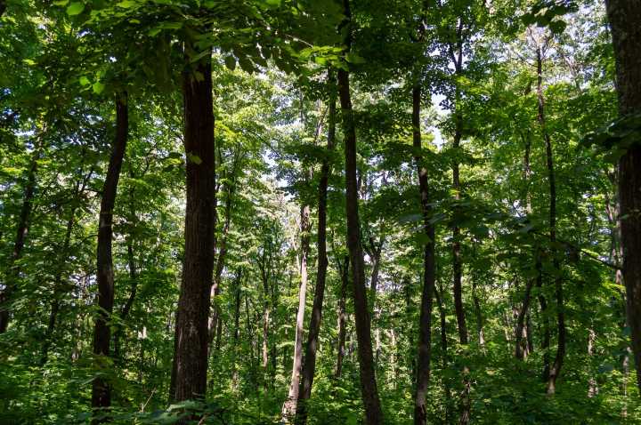 Perro K-9 encuentra a dos niños de 11 años perdidos en un bosque de Indiana