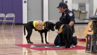Dogs teach fire safety: Kasey, Carmel bring life-saving lessons to southern Indiana students