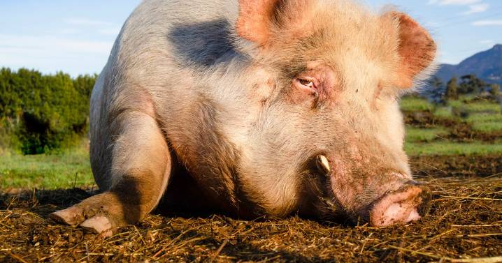 Pig's liver transplanted to human in world first as medics declare 'new era has started'