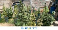 En medio de una denuncia por amenazas, la Policía encontró en el fondo de una vivienda casi 100 plantas de marihuana