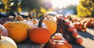 Someone Stole More Than $6K Of Ohio Farmer’s Pumpkins