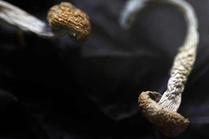 🍄 For better therapy, just add mushrooms