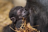 Baby Gorilla Born at the Cincinnati Zoo Finally Gets a Name: Here's What It Is
