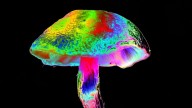 How different mushrooms learned the same psychedelic trick
