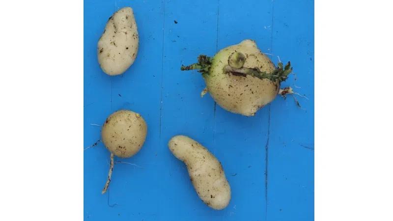 Lethbridge study aims to help potato farmers adapt to extreme weather
