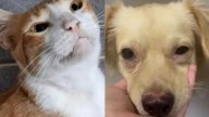 Maltrato animal: Tres judicializados por atacar a una gata y dos perros; así ocurrieron las agresiones