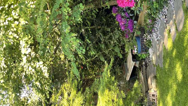 12 Shade-Loving Flowers To Plant In October For Bursting Color Next Spring