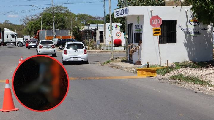 Envenenamiento de perros en Mérida: nuevo caso en la Central de Abastos