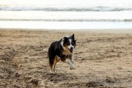 This photo of a running dog is driving the internet crazy — no one can tell where its legs are!