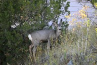 ‘Blue tongue’ disease suspected in Montana deer deaths