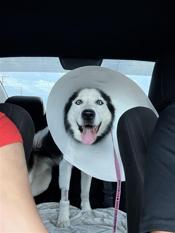 A Tampa woman is reunited with her dog after she reported him missing 7 years ago