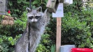 Would a raccoon make a better house pet than a dog or cat?