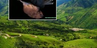 En Colombia hallaron especie de murciélago que se creía extinta desde hace más de 20 años