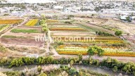 #Avispón: Campos de flores, espectáculo natural en Chihuahua