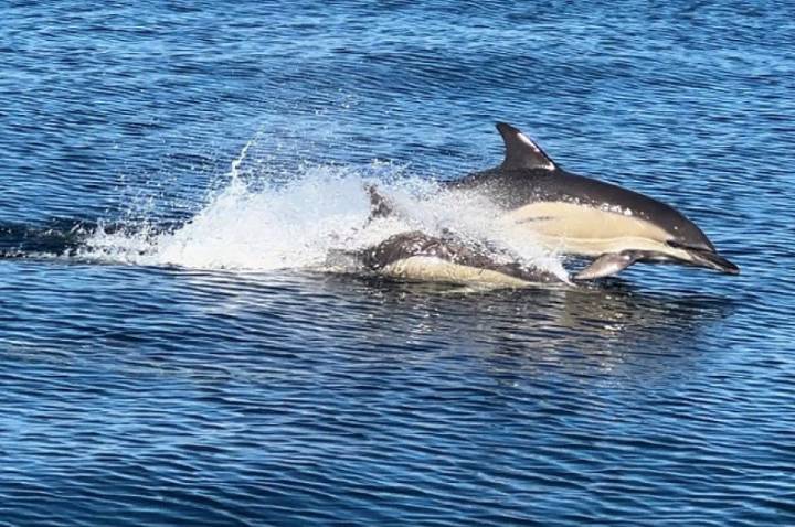 Republicans try to weaken 50-year-old law protecting whales, seals and polar bears