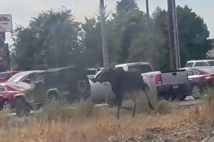 Fish and Game called after a moose is on the loose in Ammon