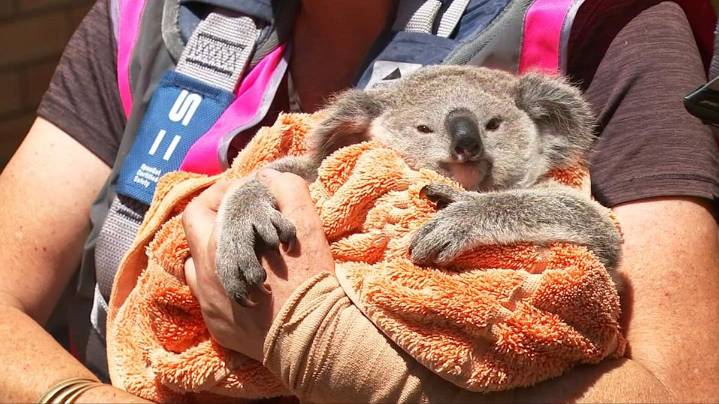 Lucky joey reunited with mum after dramatic roadside rescue while another koala takes a painful cactus tumble