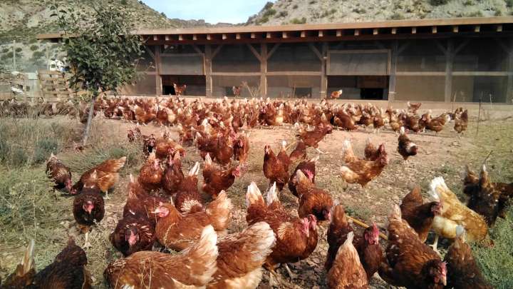 Gripe aviar en Aragón: los ganaderos no podrán criar sus aves al aire libre durante cuatro meses