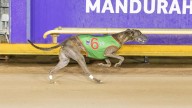 Greyhound star hooked on winning feeling