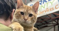 Meet Heath, an orange cat who loves to be pet and held. He's available to adopt in Burke County.