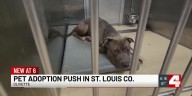 St. Louis County officials push for more animals to get adopted before fees are raised