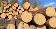 Fedemaderas alerta por nuevos aranceles de EE.UU. y advierte riesgo para exportaciones de madera