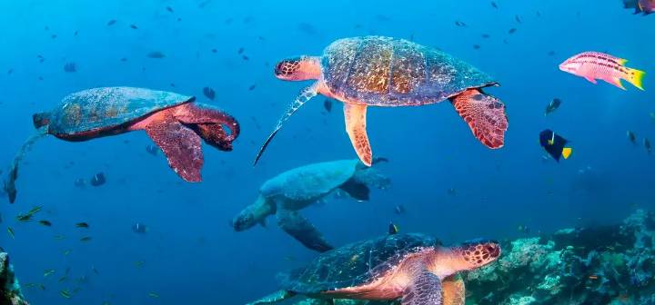 Las tortugas verdes ya no están en peligro: ¿cómo lograron recuperarse tras décadas de caza y pérdida de hábitat?