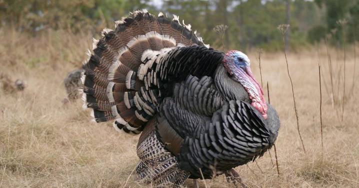 IL turkey hunters harvest 255 wild turkeys in '25, down from last season