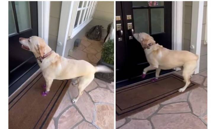 La tierna amistad entre una perra y su vecina, ella adaptó el timbre para poder saber que toca su puerta