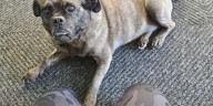 Pet of the Week: Meet Ester!