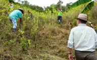 GOBIERNO DESTINA $400.000 MILLONES PARA LA SUSTITUCIÓN DE CULTIVOS ILÍCITOS EN NARIÑO