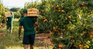 La fruta «más saludable del mundo» que sólo se produce en Valencia