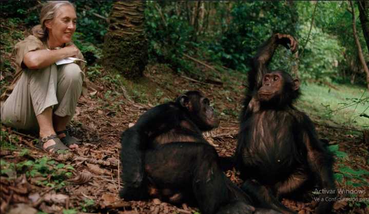 “Jane Goodall: la voz de los chimpancés que cambió para siempre nuestra relación con la naturaleza”