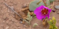 El misterio de la hermosa flor que crece en el desierto más árido del mundo e intriga a los científicos