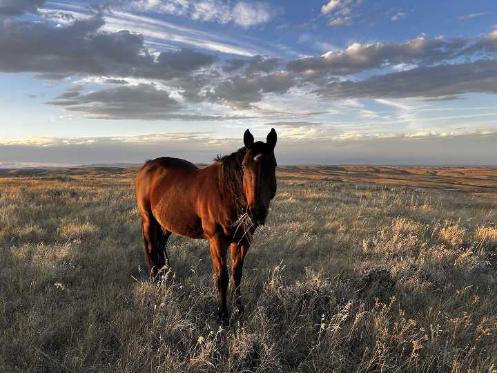 Soldier Ridge horses
