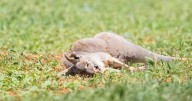 Kangaroo killer to learn fate over driving rampage