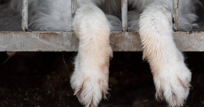 Parvo-infected dog leads to 10-day closure of Bartlett Animal Shelter