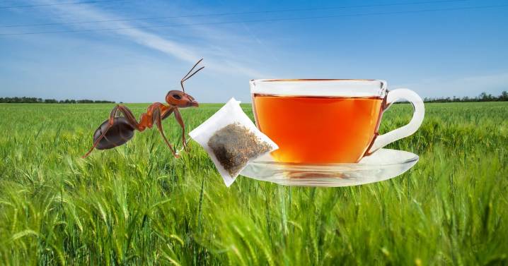 ¿Qué es y para qué sirve el té de hormiga?